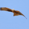 Lunak hnedy 4485